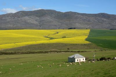 Scenic view of field against sky