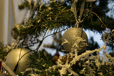 Close-up of plant hanging on tree