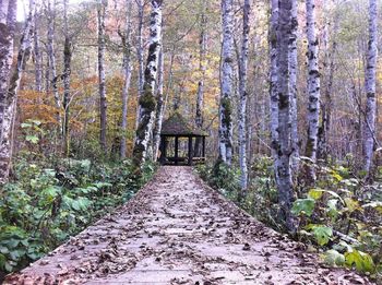 Footpath amidst trees in forest