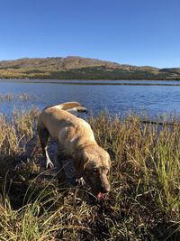 Dog in a lake