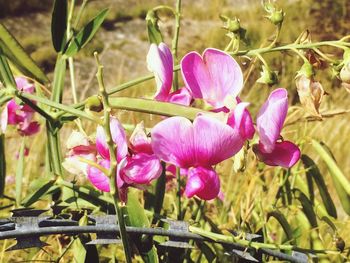 Close-up of pink flowers growing on plant