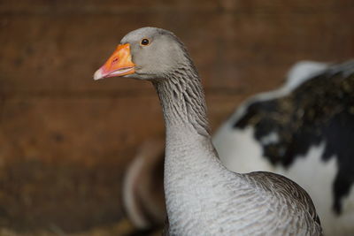 Close-up of a bird