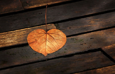 Close-up of dry maple leaves on wood