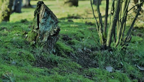 Close-up of damaged tree on field