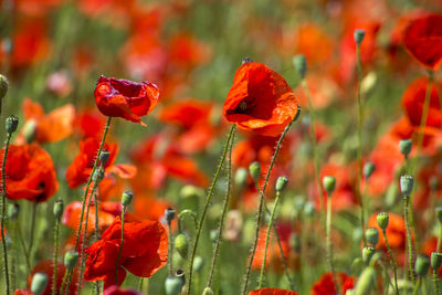 Close-up of poppy blooming on field