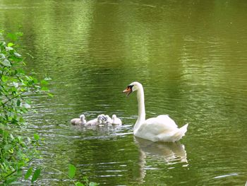 White swimming in lake