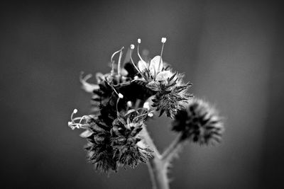 Close-up of wilted flower plant