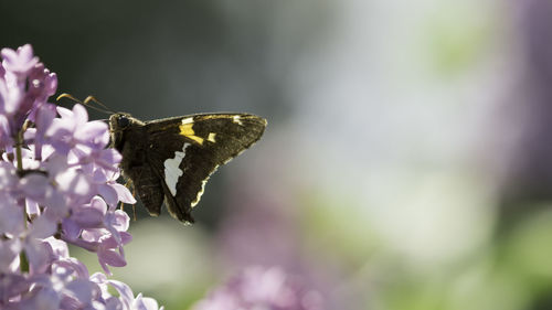 Close-up of butterfly pollinating on flower