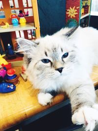 Close-up portrait of a cat