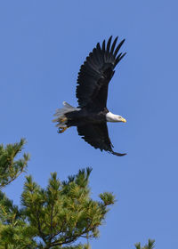 American bald eagle perched and soaring under blue sky