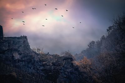 Low angle view of birds flying against sky