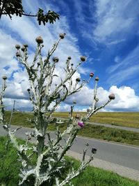 Flowering plants on field against sky