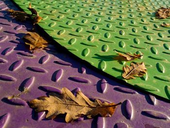High angle view of leaves