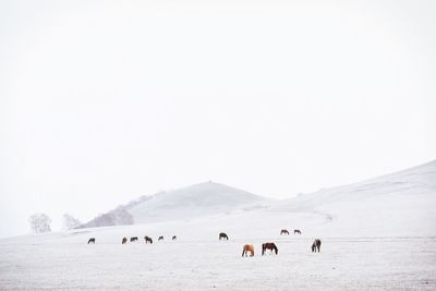 Cows walking on snowy landscape against clear sky