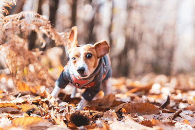 Tsunami the jack russell terrier dog shaking herself in an autumnal forest setting
