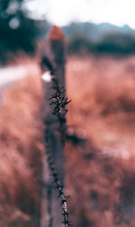 Close-up of plant on field