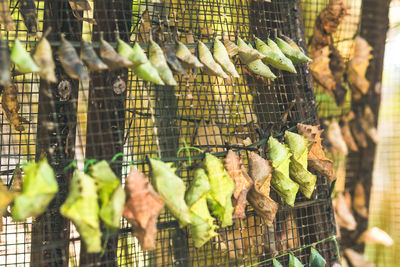 Vegetables for sale in market