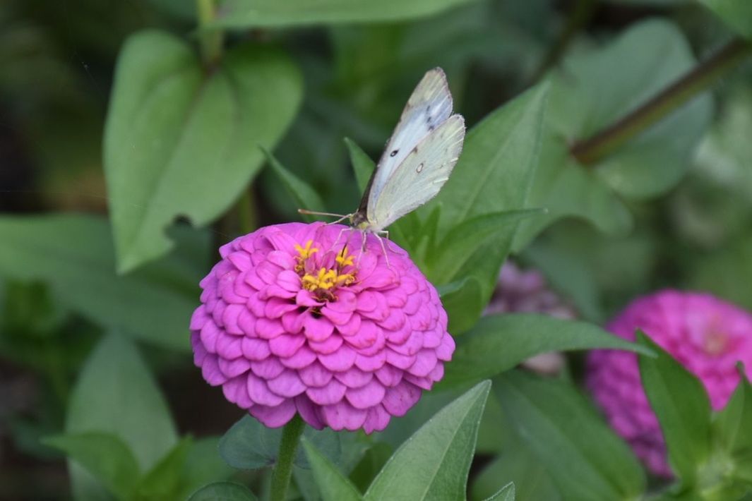 flower, flowering plant, beauty in nature, plant, petal, fragility, close-up, vulnerability, growth, freshness, plant part, leaf, flower head, pink color, inflorescence, nature, green color, no people, day, insect, animal wing, butterfly - insect, pollen, pollination, purple, lantana