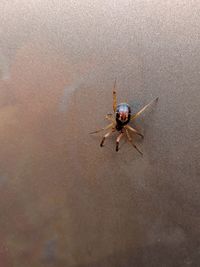 High angle view of insect on beach