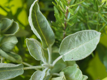 Close-up of fresh green leaves