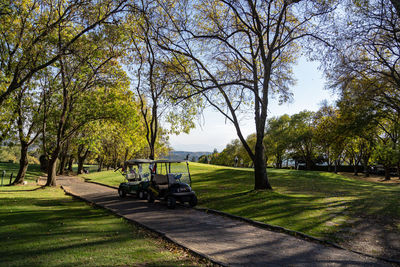 Trees in park