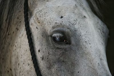 Close-up of a horse