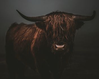 Close-up of cow