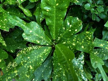 Full frame shot of raindrops on leaves