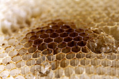 Close-up of honeycomb