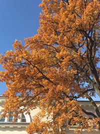 Low angle view of tree against sky during autumn