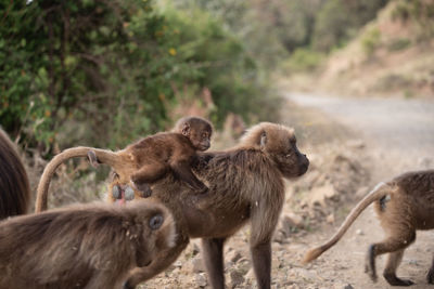 A gelada baby riding on his mother among a herd of monkeys in simien mountains, ethiopia