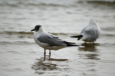 Close-up of seagull on lake