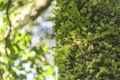 Low angle view of ivy growing on tree