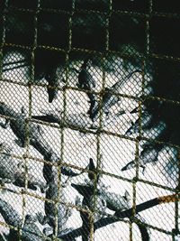 Low angle view of ivy on tree