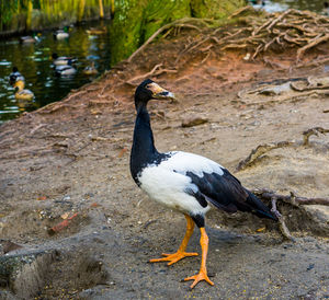 Bird perching on rock at lakeshore