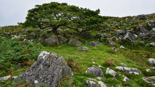 Moss growing on rocks against sky