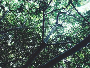 Low angle view of bamboo trees in forest