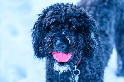 Close-up of a dog