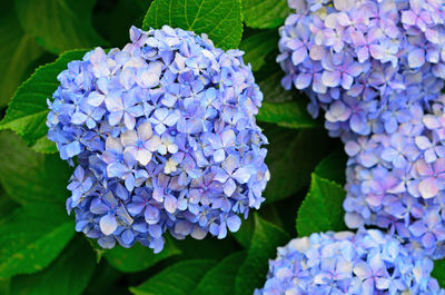 Close-up of blue hydrangea