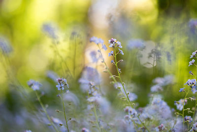 Close-up of purple flowering plant on field