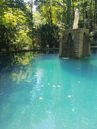 Swimming pool by trees