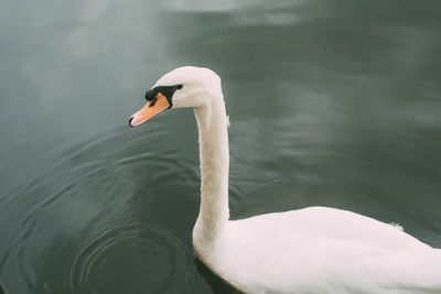 Side view of swan swimming in lake