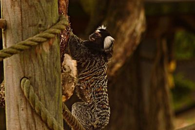 Close-up of bird on tree trunk