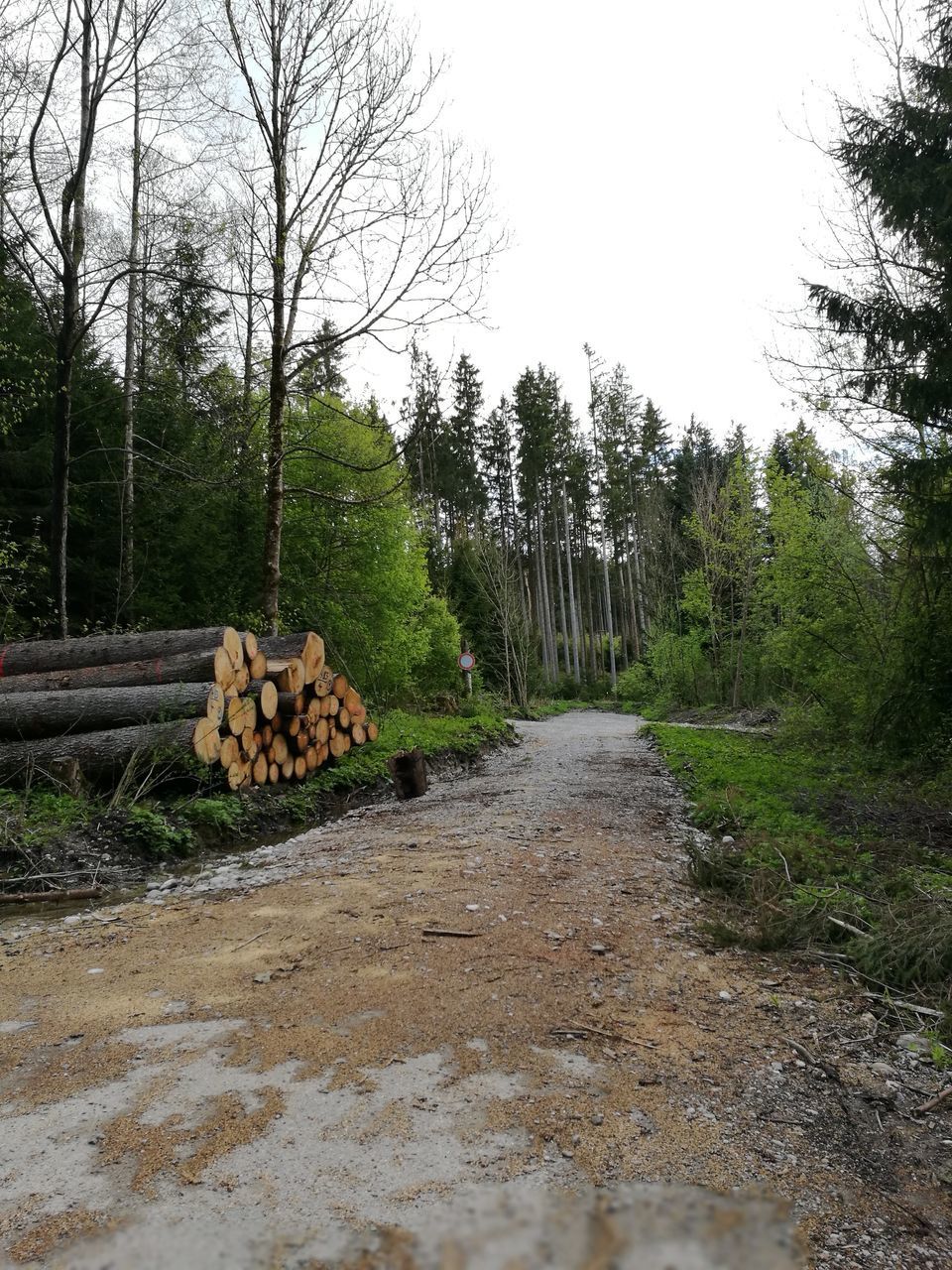 STACK OF FIREWOOD IN FOREST