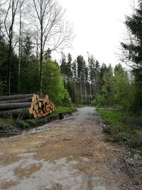 Stack of logs in forest