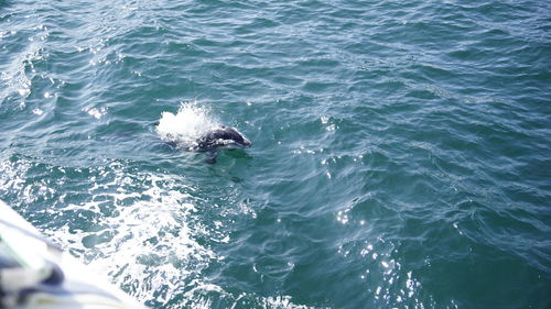 High angle view of duck swimming in sea