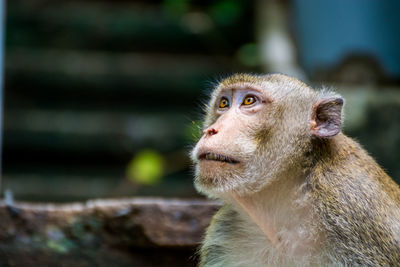 Close-up of monkey