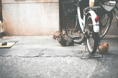 Close-up of bicycle against wall