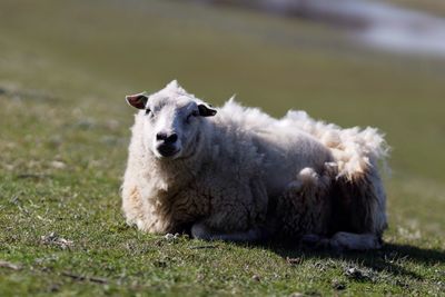 Portrait of sheep sitting on grassy field
