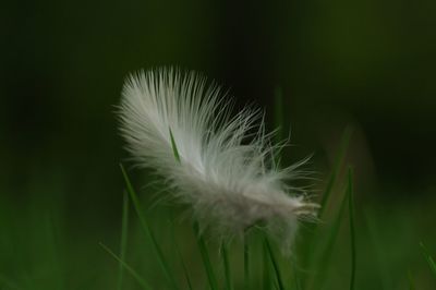 Close-up of dandelion